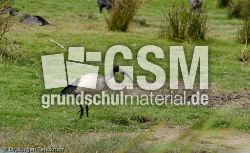 Molukkenibis (2 von 5).jpg